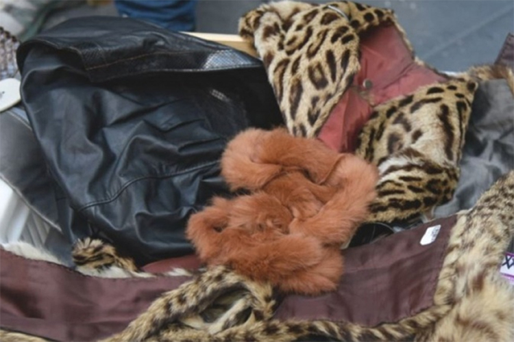 Secuestran prendas provenientes de animales en peligro de extinción