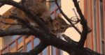 Colegiales: Operativo para rescatar a gato de un árbol