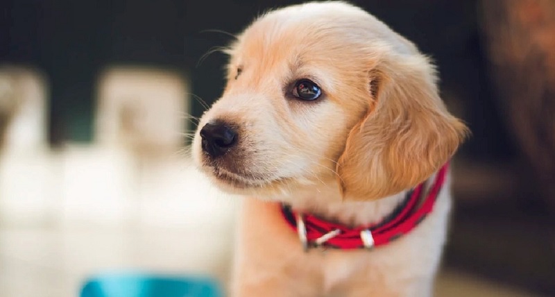 Operativos de sanitización e hidrolavado ante sospechas de envenenamiento de mascotas en Palermo