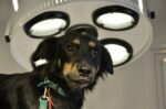 Castraciones de mascotas con turno previo y vacunación en plazas y clubes de Saavedra y la Comuna 12