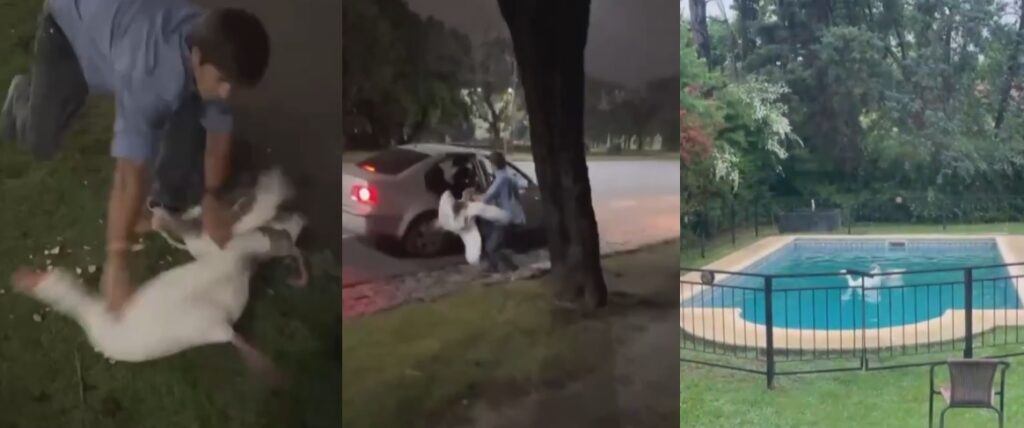Un joven robó dos gansos de los Lagos de Palermo y los hizo nadar en la pileta de su casa