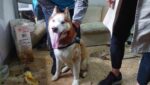 Endurecen penas por el maltrato animal y por no levantar las heces de las mascotas