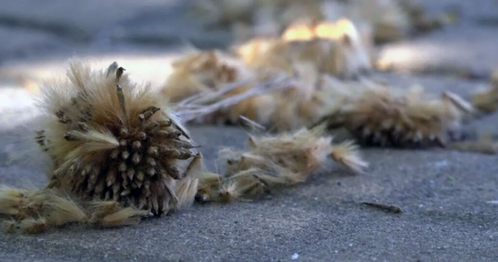Gestión de Especies Alergógenas y Arbolado Urbano en Buenos Aires