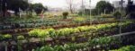 Reconocimiento a la Huerta urbana Garay en el límite de San Cristóbal y Parque Patricios