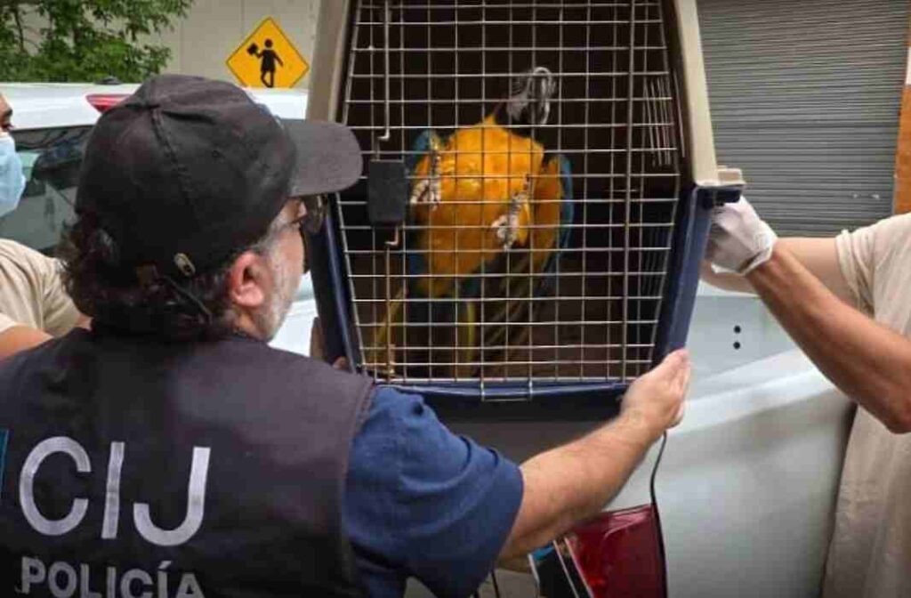 Almagro: recuperaron guacamayos y un tucán sin documentación