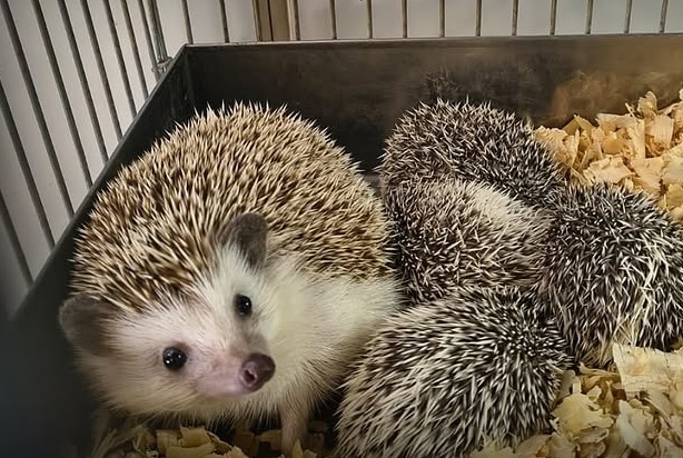 Balvanera: clausuraron un criadero ilegal con 87 erizos africanos heridos por el cautiverio