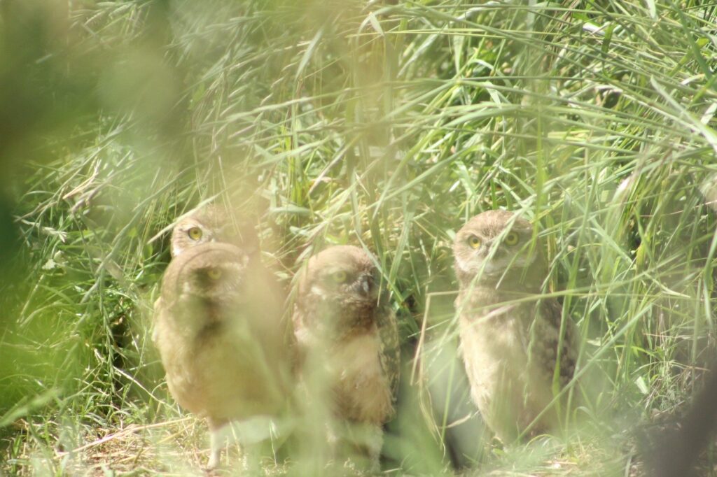 Las lechuzas del Parque Sarmiento tuvieron crías