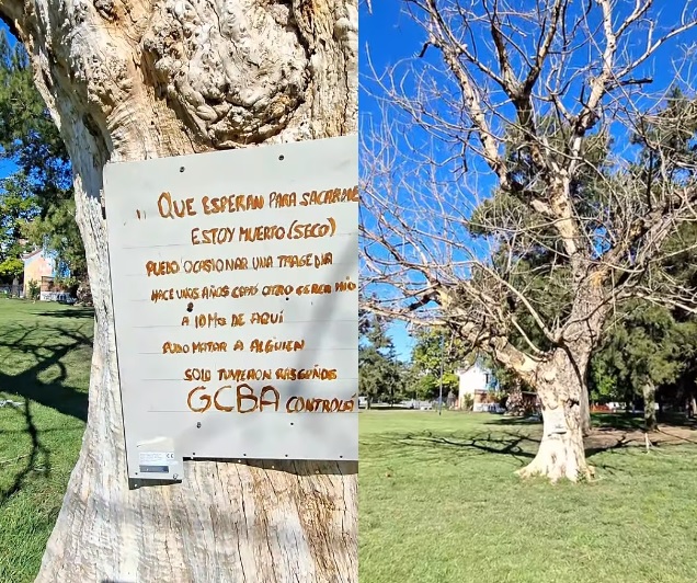 Vecinos advierten por el mal estado de un árbol en Parque Saavedra y piden su extracción