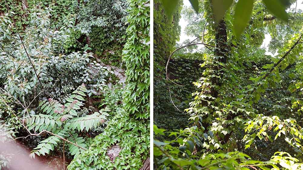 No se subastó el terreno de Acuña de Figueroa 981, donde vecinos pedían una reserva ecológica: en AABE no descartan un nuevo remate