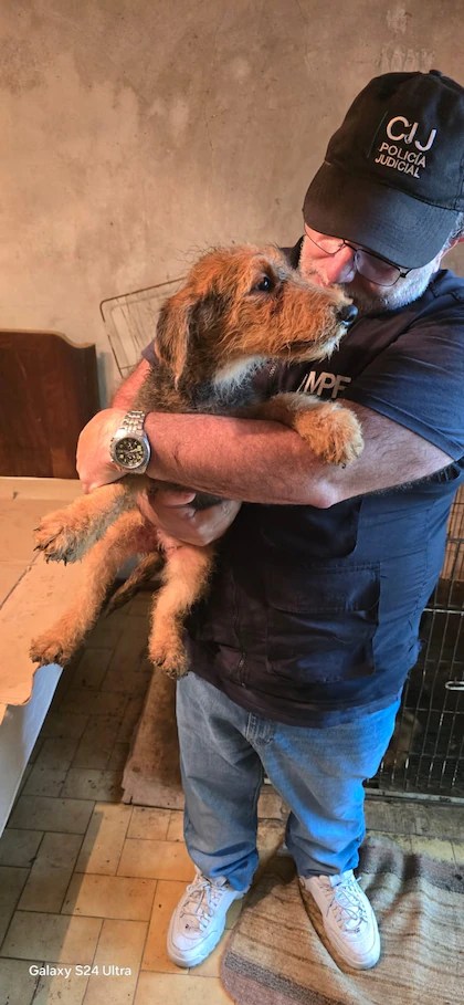 23 perros fueron rescatados de un criadero ilegal en el barrio de aSaavedra