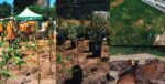 El nuevo microbosque en el CeSAC N° 27 de Saavedra cuenta con 200 metros cuadrados y 1.000 ejemplares de 20 especies nativas