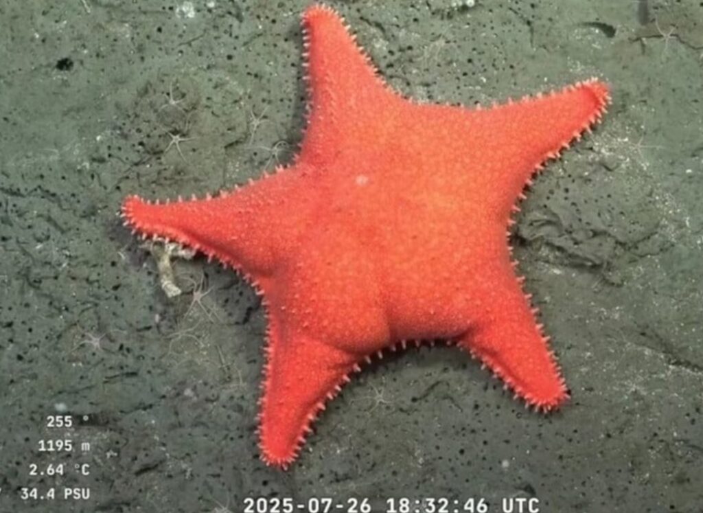 Martín Fierro de Streaming: todos los ganadores junto al oro para el streaming del Conicet