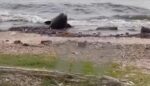 Un lobo marino apareció en Vicente López y fue rescatado