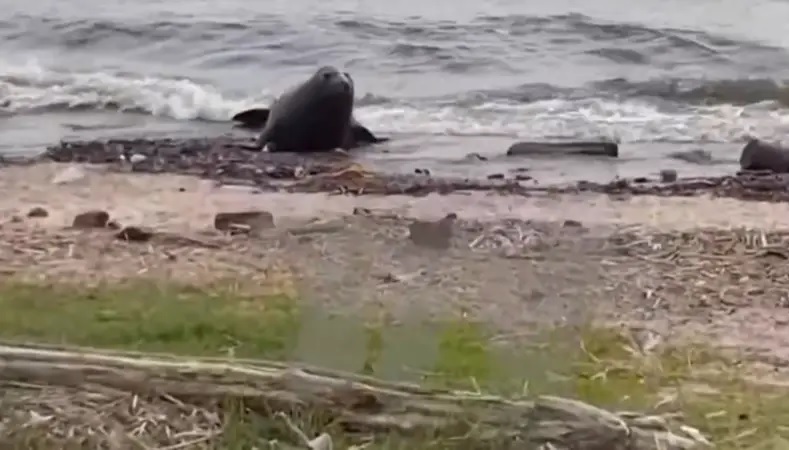Un lobo marino apareció en Vicente López y fue rescatado