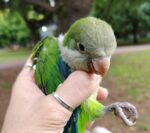 Vecinos crean un grupo comunitario para proteger a los loros de Parque Saavedra