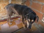 Barrio Rivadavia: rescataron a un perro en grave estado de abandono tras una investigación de la UFEMA