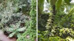Vecinos y activistas que piden una reserva ecológica urbana en el inmueble público de Acuña de Figueroa al 900 se reunieron con integrantes de la Junta Comunal 5 de Almagro y Boedo