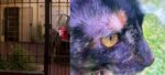 Buscan a Gala, la gata que se escapó durante la entradera en la que asesinaron a un jubilado en Saavedra