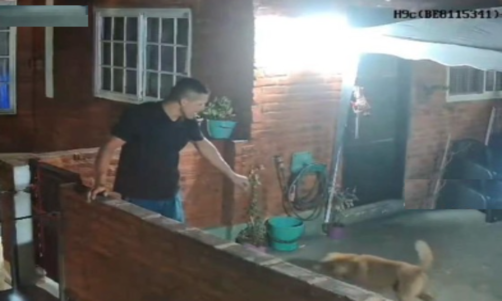 Ladrón en Villa Lugano “doma” al perro de la víctima para robar mercadería por $2 millones