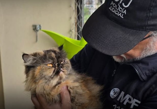 Flores: rescataron a 11 gatos persas en mal estado de salud de un presunto criadero clandestino