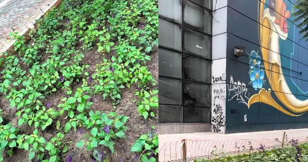Abasto: nueva vegetación y reparación del sistema de riego en la calle verde Guardia Vieja