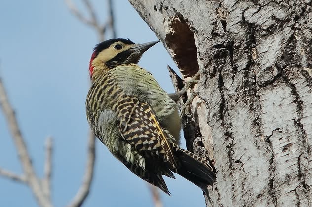 Con fotos a boyeritos y carpinteros en Parque Saavedra, el COA Taguató celebró su 18º aniversario
