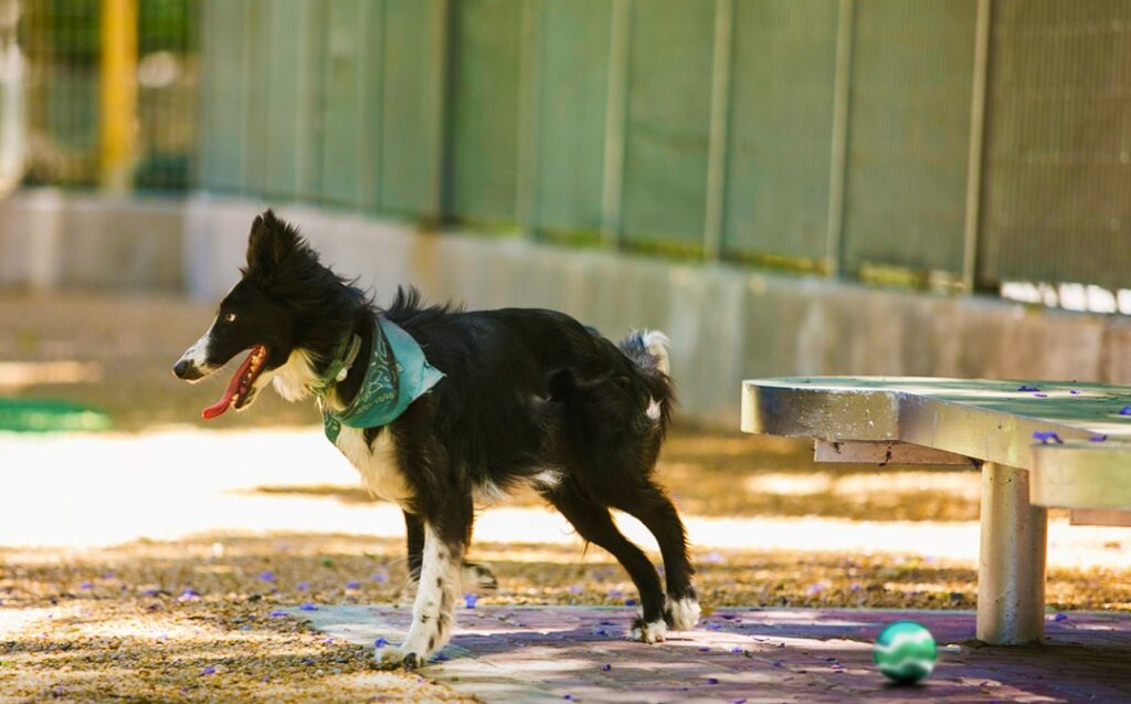 Parque Chacabuco: reabren el canil con nuevos espacios para mascotas