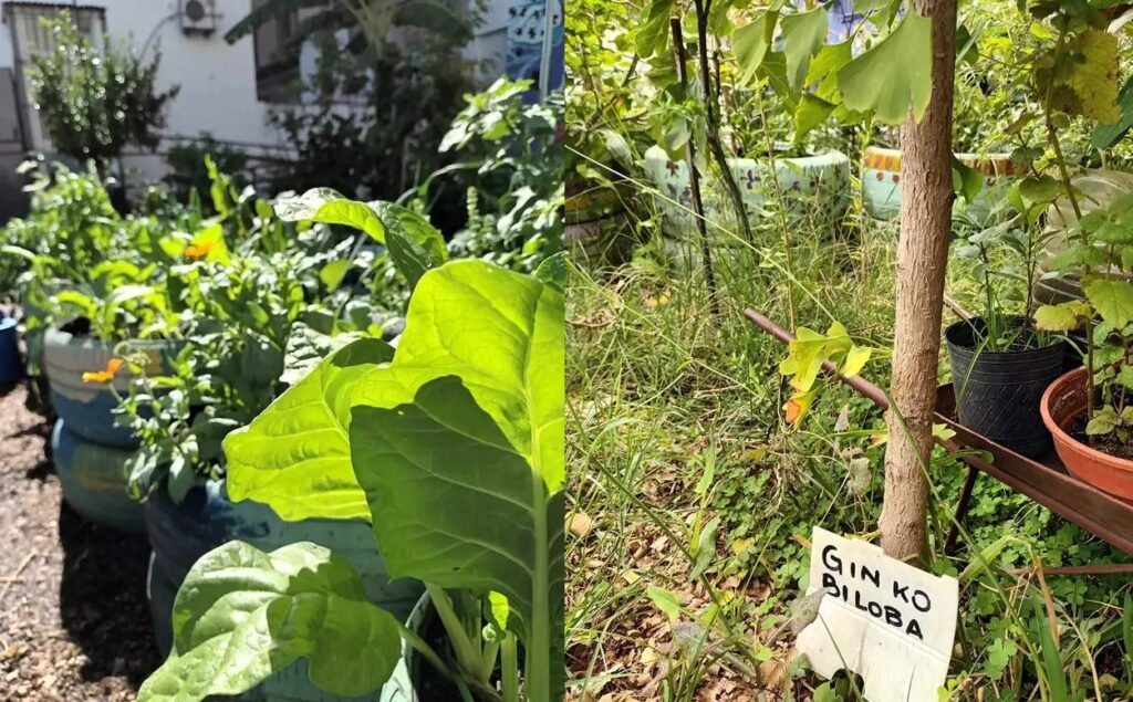 A metros de Balvanera, en Medicina de la UBA funciona una huerta y fue declarada de interés ambiental