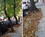Vecinos de Almagro y Boedo promueven el cuidado del arbolado urbano en otoño