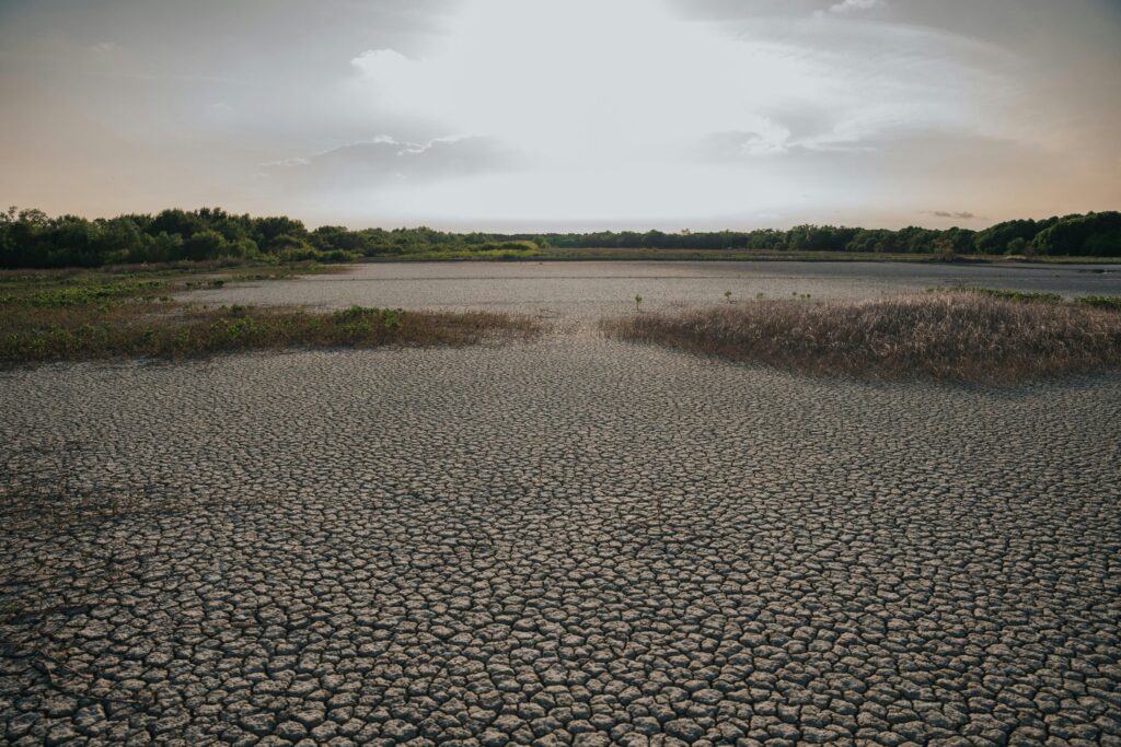 Biocombustibles, lo que no te cuentan …