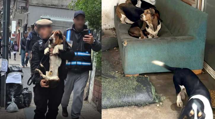 Rescataron 14 perros de un criadero ilegal en Almagro: estaban en malas condiciones sanitarias