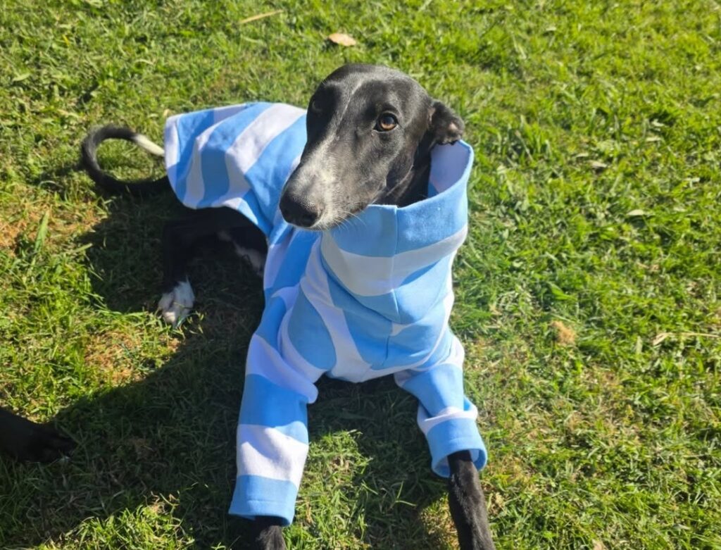 Encuentro solidario en Parque Saavedra en clave mundialista: jornada de adopción de galgos con feria y actividades