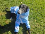Encuentro solidario en Parque Saavedra en clave mundialista: jornada de adopción de galgos con feria y actividades