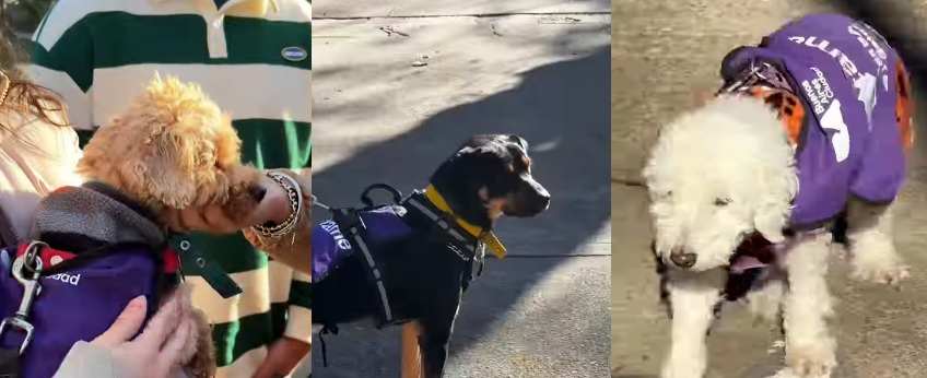 Plaza Almagro fue el sede de una concurrida jornada para adoptar mascotas: dónde es la próxima fecha