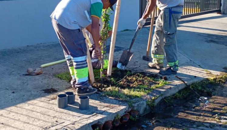 Nuevas plantaciones para ampliar el arbolado urbano porteño