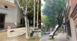 En Saavedra y alrededores: la Comuna 12 retirará 58 árboles en riesgo e iniciará la reforestación de veredas