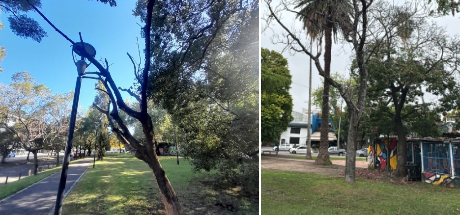 Removerán árboles secos de Parque Saavedra, Parque Goyeneche y otros espacios verdes de la Comuna 12: reemplazarán los ejemplares