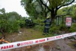 La Ciudad acelera el plan de poda invernal para el mantenimiento del arbolado urbano