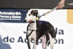 Jornada de adopción de perros este sábado en la Plaza Martín Fierro, en San Cristóbal
