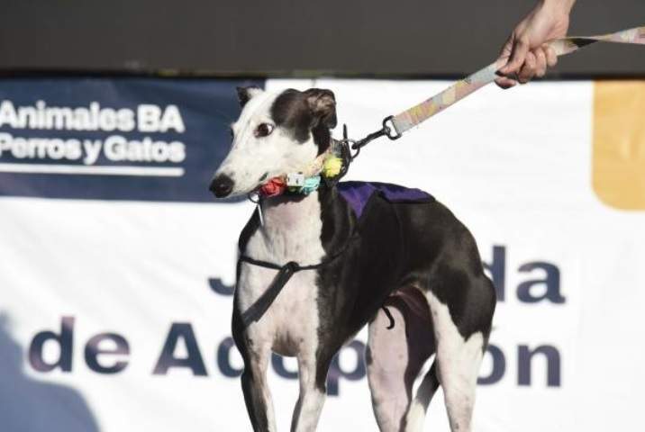 Jornada de adopción de perros este sábado en la Plaza Martín Fierro, en San Cristóbal