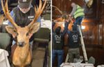 Secuestraron piezas de taxidermia sin documentación en un restaurante del microcentro porteño